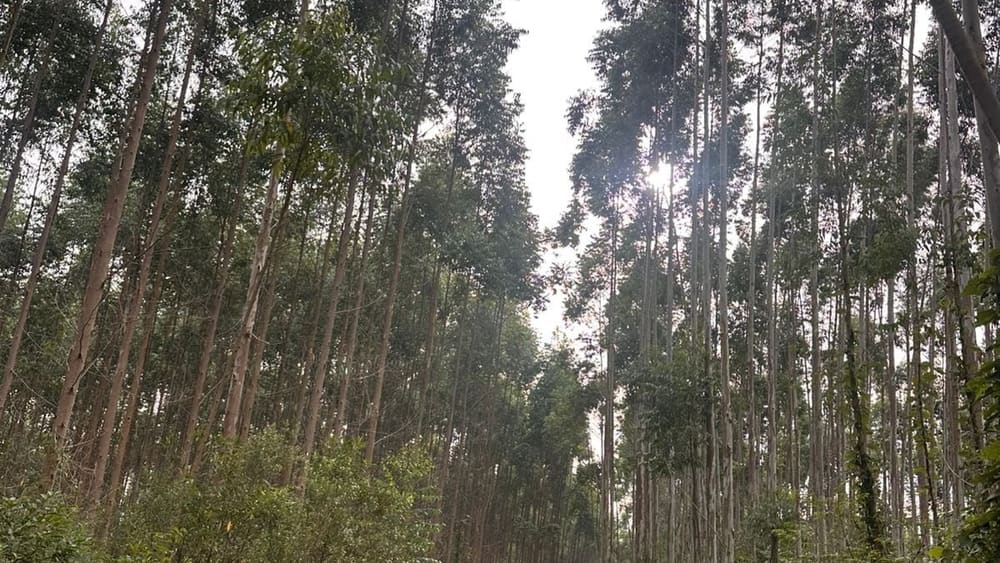 Área para Sítio em, Pedras Grandes / SC