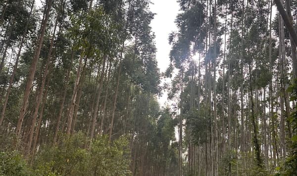 Área para Sítio em, Pedras Grandes / SC
