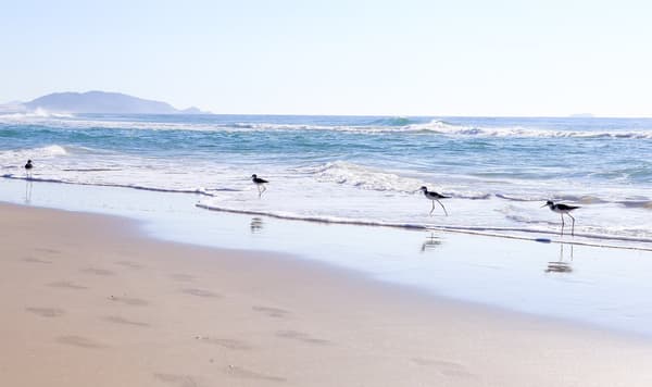 Campeche: o bairro que mais cresce em Florianópolis e por quê