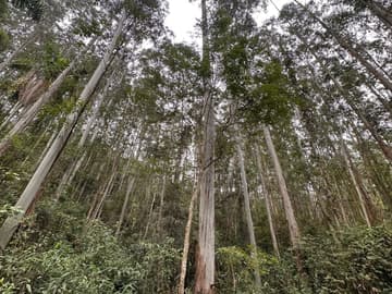 Área para Sítio em, Pedras Grandes / SC — foto 9