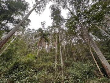 Área para Sítio em, Pedras Grandes / SC — foto 3