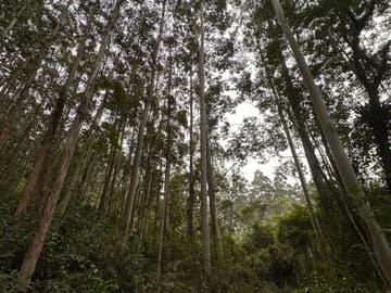 Área para Sítio em, Pedras Grandes / SC — foto 6