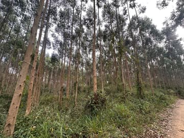 Área para Sítio em, Pedras Grandes / SC — foto 2