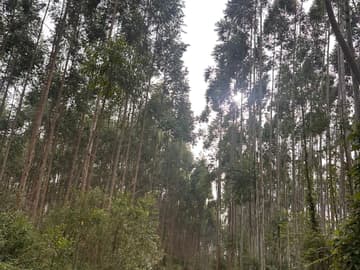 Área para Sítio em, Pedras Grandes / SC — foto 1