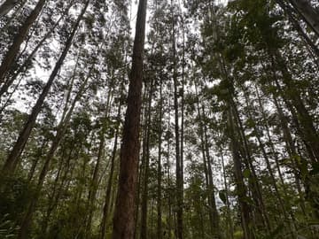 Área para Sítio em, Pedras Grandes / SC — foto 8