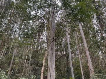 Área para Sítio em, Pedras Grandes / SC — foto 7
