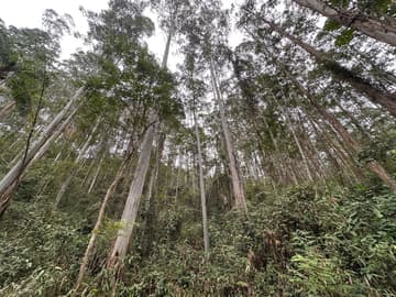 Área para Sítio em, Pedras Grandes / SC — foto 5