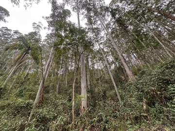 Área para Sítio em, Pedras Grandes / SC — foto 4
